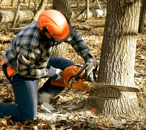Tree Removal in Vienna, IL